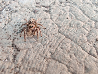 spider on the ground