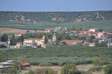 Fototapeta na wymiar Olive trees in Chalkidiki