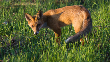 The red fox (Vulpes vulpes)