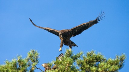 White tailed eagle  (Haliaeetus albicilla)