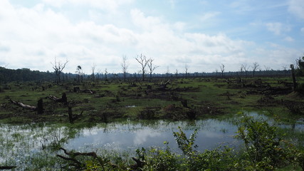Throwback trip in Cambodia Siem Reap. Cambodia Siem Reap－July 25, 2016: Ancient architecture and natural scenery in Angkor Wat Cambodia. Photo taken in Pre Rup, East Mebon, Ta Som, Neak Pean, and Prah