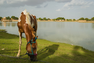 baby horse grazing near a lake in the summer at sunset
