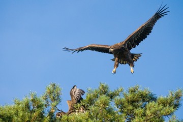 White tailed eagle  (Haliaeetus albicilla)
