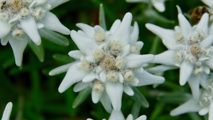 Blühendes Alpen Edelweiss im Hochgebirge