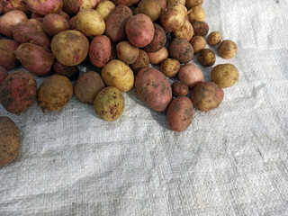 Fresh potato harvested. Texture vegetable white young potato. Close-up top view of a bunch of...