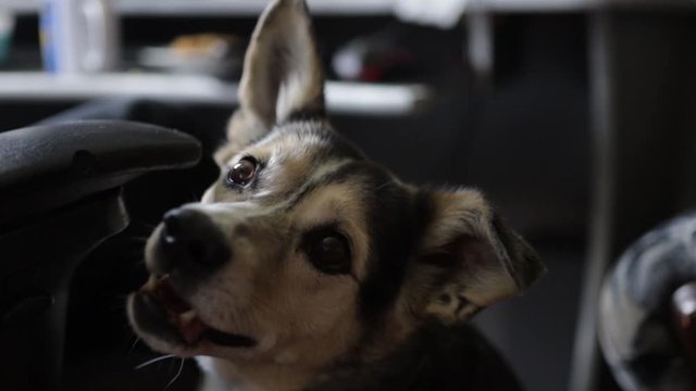 pet dog looks at food hungrily