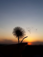Silhouette of a dandelion on sunset. (Bananeira/Paraiba/Brazil)