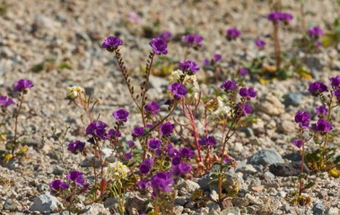 field of lavender flowers