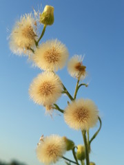 Obraz premium Dandelions on blue sky. 01/18/2020 - Brazil.