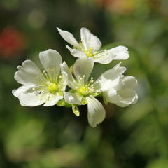Floraison d'une plante carnivore Dionaea muscipula	