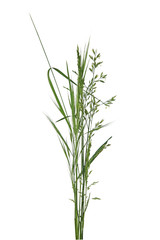 Naklejka premium Bouquet de brins d'herbe 