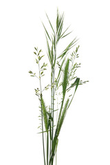 Bouquet de brins d'herbe	
