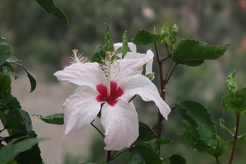 white flower in a garden