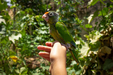 Perico mascota verde mexicano latino latinoamérica sonriente salvaje ave bebé feliz posando en mano 