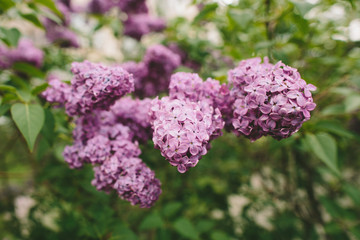 Spring lilac tree with purple flowers in a garden 