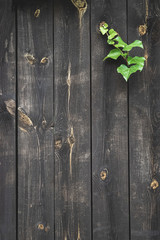 Walnut wood. Old floor wooden pattern. Timber plank surface wall for vintage grunge wallpaper. Dark grain panel board table with copy space. Montage product design concept.