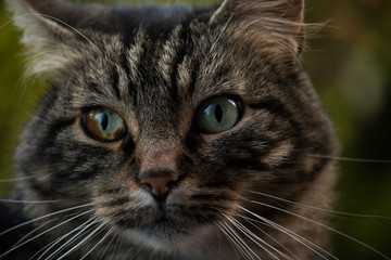 Portrait of a tabby cat with heterochromia in his right eye