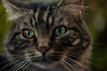 Portrait of a tabby cat with heterochromia in his right eye