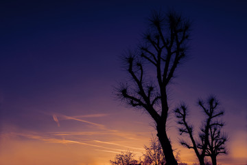 sunset and tree.