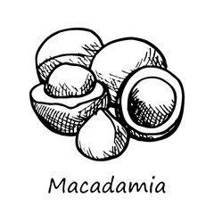 Macadamia nut hand drawn illustration, black and white sketch. Graphic element.