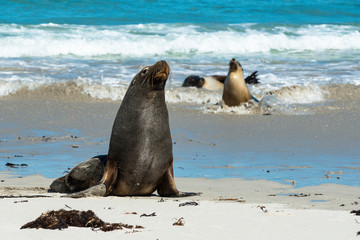 Seal bay on Kangaroo Island in South Australia.