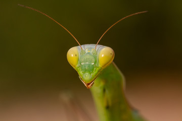 Macro portrait Mantis religiosa.
