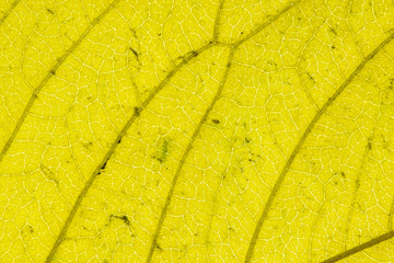 Senescent Cherry (Prunus avium) Leaf