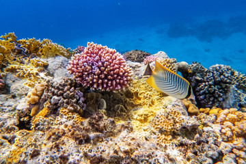colorful corals and exotic fishes at the bottom of the red sea. beautiful natural summer background