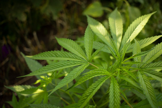 Mariguana Cannabis planta sembrada en patio mexicano latina lationam&eacute;rica marihuana hojas mota