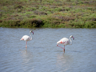 Flamencos en el Delta de l'Ebre 
