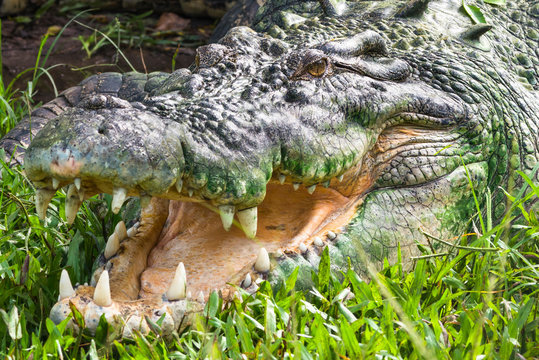 Saltwater crocodile