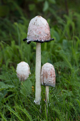 Three shaggy ink caps (Coprinus comatus) growing side by side, at different ripening stages