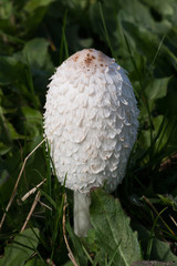 Fresh shaggy ink cap (Coprinus comatus) growing in grassland
