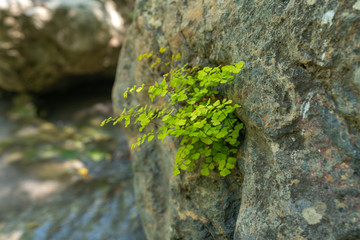 green plant growing on a rock