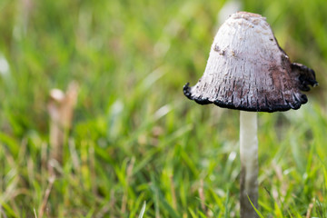 Overripe shaggy ink cap (Coprinus comatus) in grassland