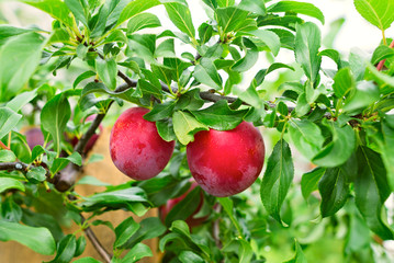 Plum branch tree. Plum tree with ripe plum fruit