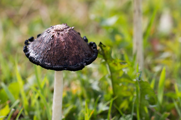 Overripe shaggy ink cap (Coprinus comatus) in grassland