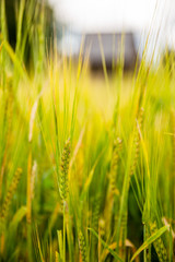 Vertical closeup of ears of barley. There is a defocused village house on the background