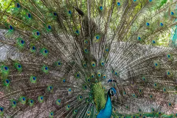 Fotobehang Vogelpark, vogelpark, Maleisië, Kuala Lumpur © John Hofboer