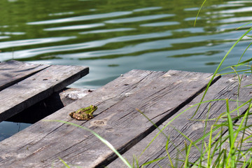 bright green frog on wooden boards basking in the sun on a blurred background of reeds and lake water