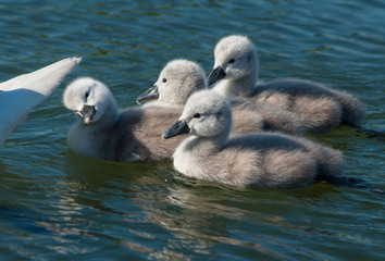 Baby Swans only 2 days old seen in Cambourne, Cambridgeshire. UK.