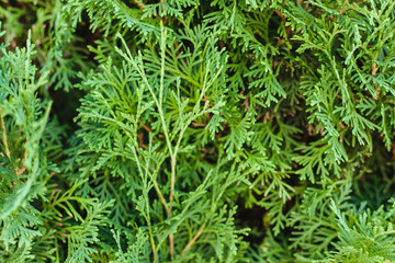 Beautiful green twig of thuja.Lush green background.