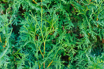 Beautiful green twig of thuja.Lush green background.