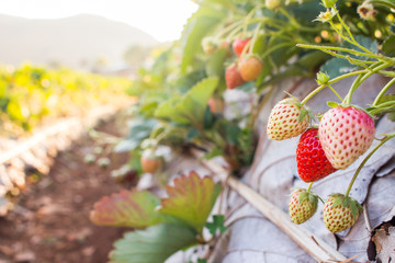 Strawberries in the garden
