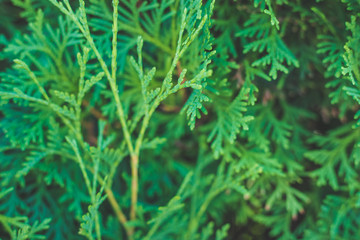 Beautiful green twig of thuja.Lush green background.