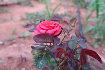 bouquet of pink roses