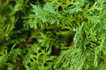 Beautiful green twig of thuja.Lush green background.