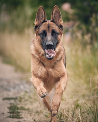 german shepherd dog