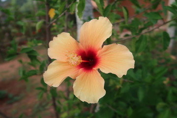 Fototapeta na wymiar flower of a red rose