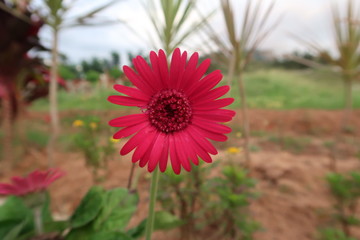 pink gerber daisy